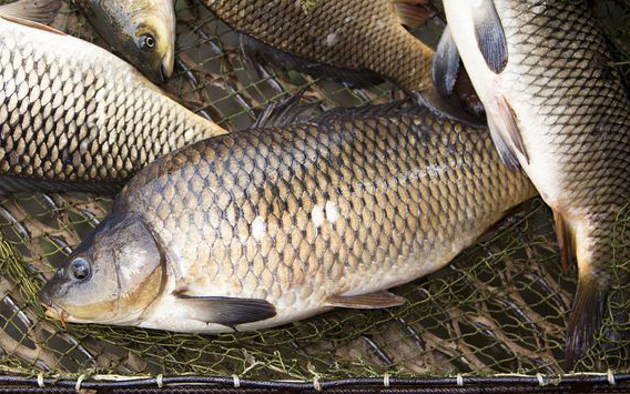 Cụ bà 109 tuổi nhưng da dẻ hồng hào, khỏe khoắn như tuổi 60: Bí quyết trường thọ không phải là tập thể dục nhiều mà là ăn 1 món ngon bổ này - Ảnh 1. Cụ bà 109 tuổi nhưng da dẻ hồng hào, khỏe khoắn như tuổi 60: Bí quyết trường thọ không phải là tập thể dục nhiều mà là ăn 1 món ngon bổ này - Ảnh 1.