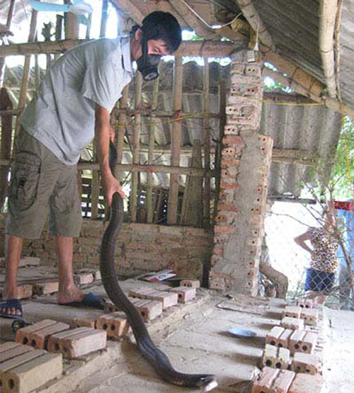 Tỷ phú rắn miền sơn cước - 1